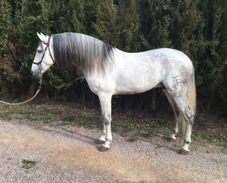 Caballo en Venta